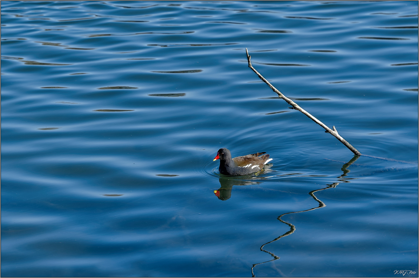 Teichralle im Ümminger See