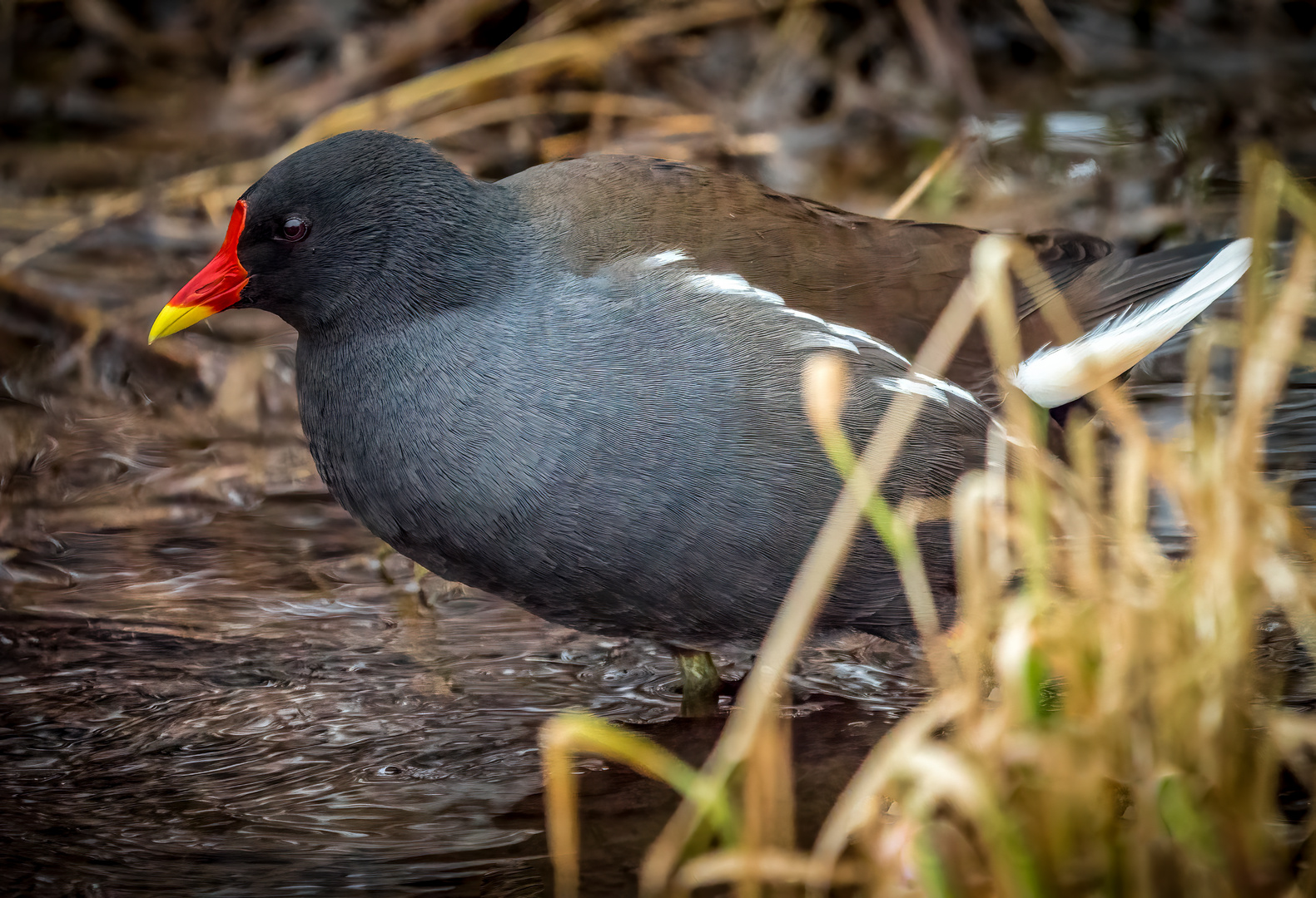 "TEICHRALLE" (ISO 6400)