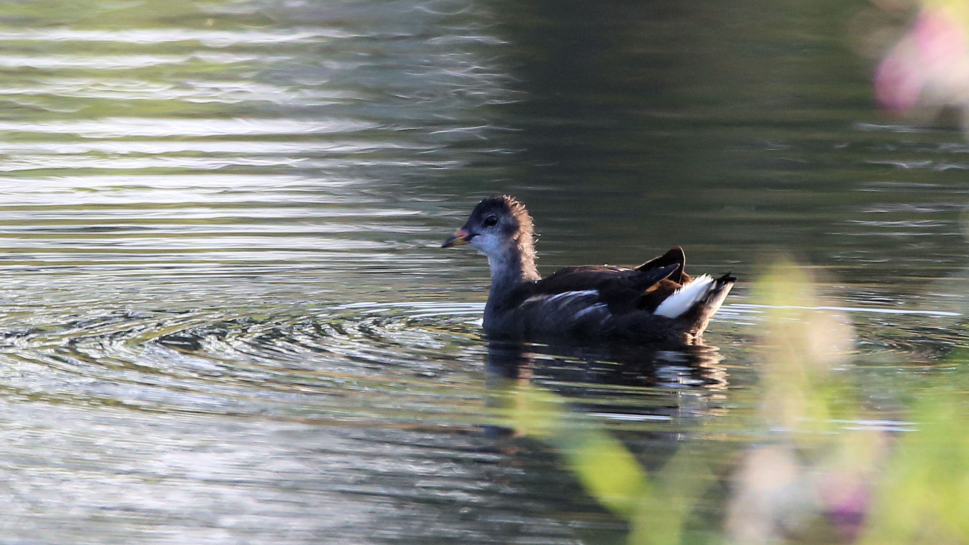 Teichralle Jungvogel