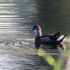 Teichralle Jungvogel