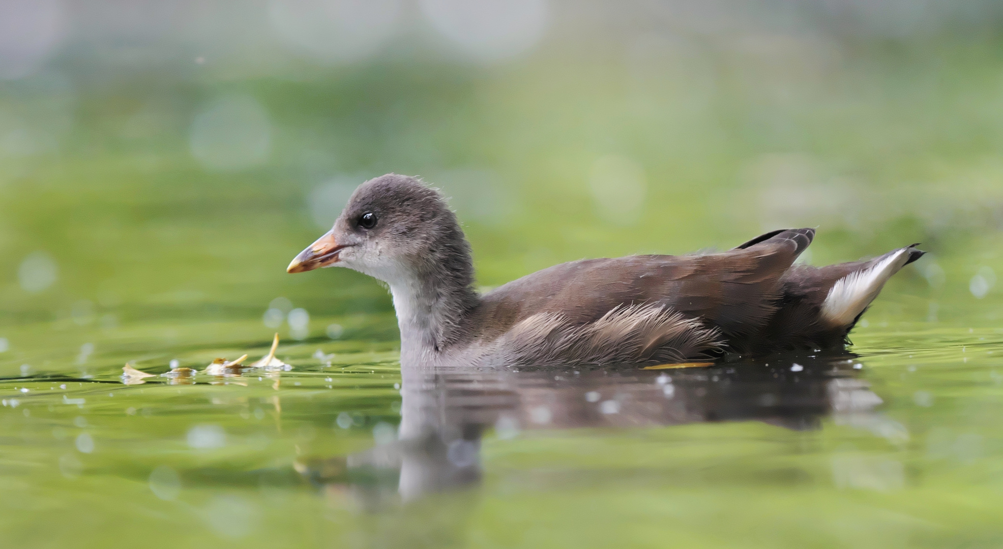 Teichralle - Jungvogel