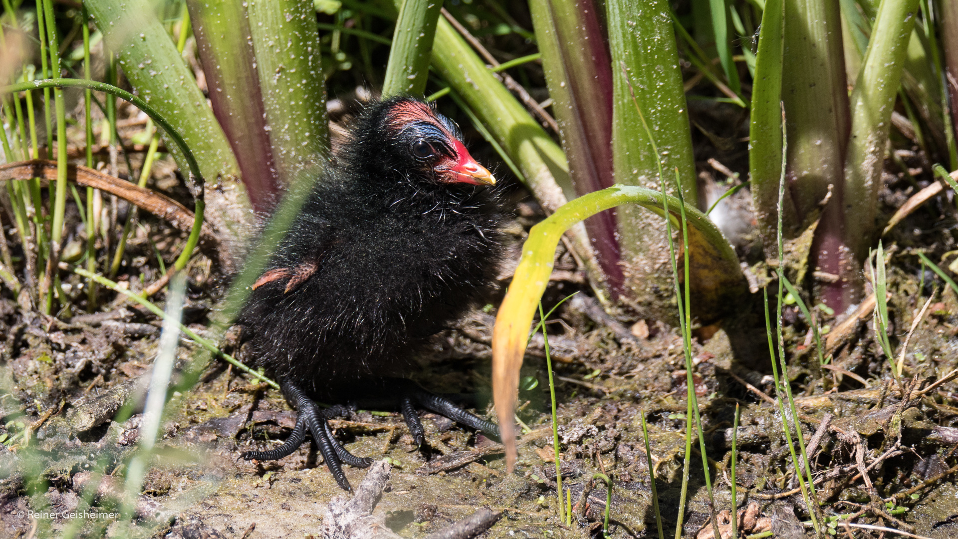 Teichralle Jungvogel