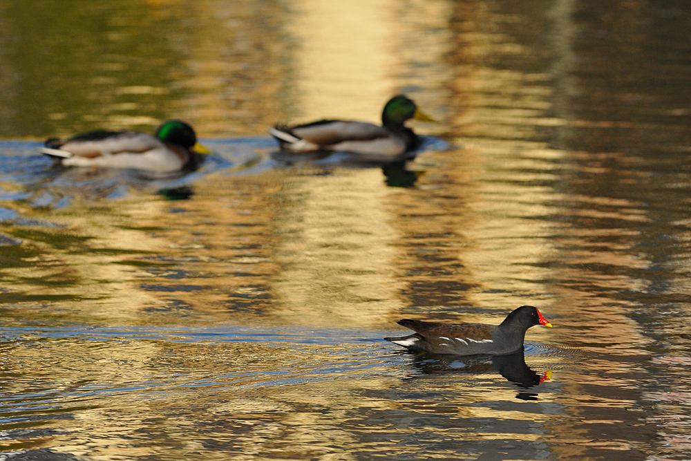 Teichralle: Mit Tempo voran im Goldwasser