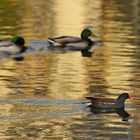 Teichralle: Mit Tempo voran im Goldwasser