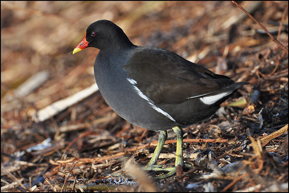 Teichralle oder -huhn - Gallinula chloropus