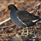 Teichralle oder -huhn - Gallinula chloropus