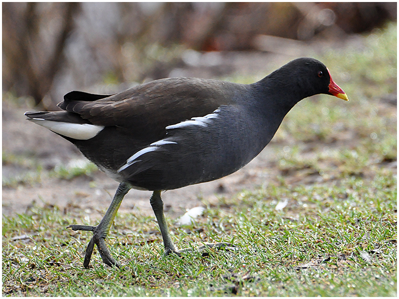 Teichralle oder -huhn - Gallinula chloropus