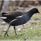 Teichralle oder -huhn - Gallinula chloropus