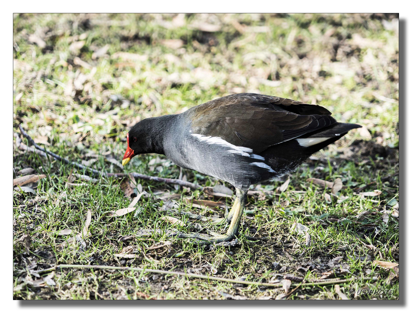 Teichralle (Teichhuhn)