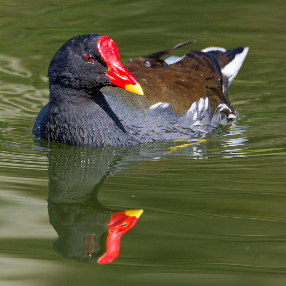 Teichralle (Teichhuhn)...