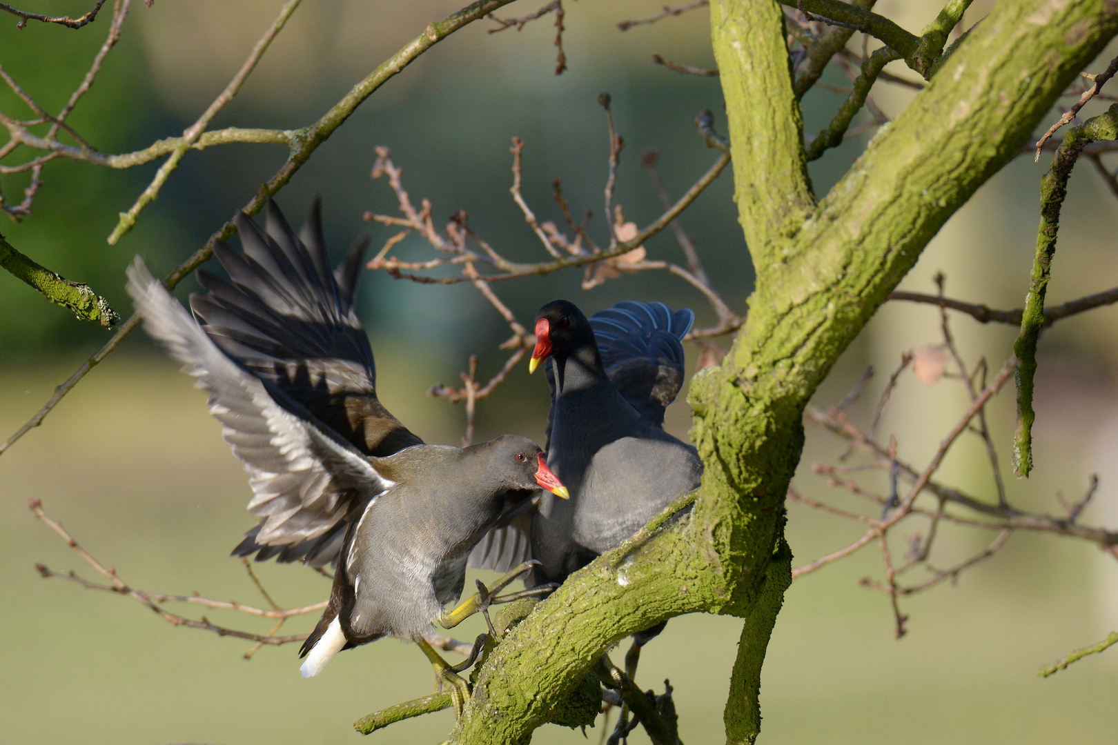 Teichrallen im Baum