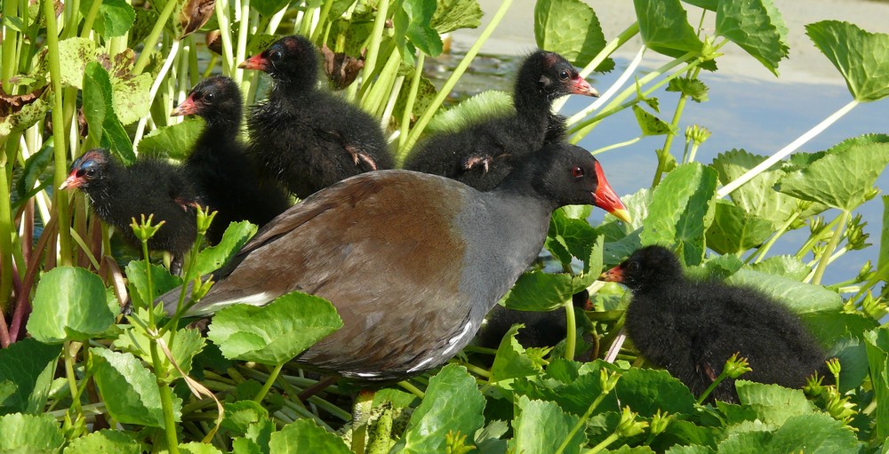 Teichrallenfamilie