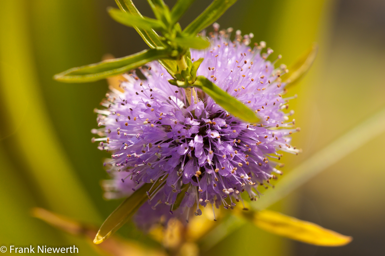 Teichrand Blume