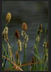 Teichrand-Schönheiten