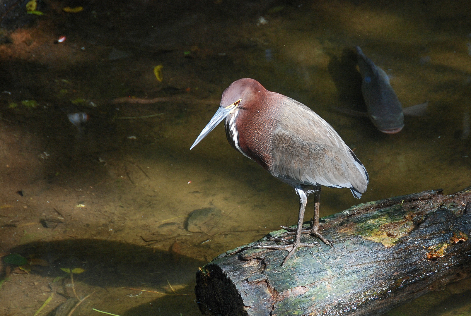 Teichreiher