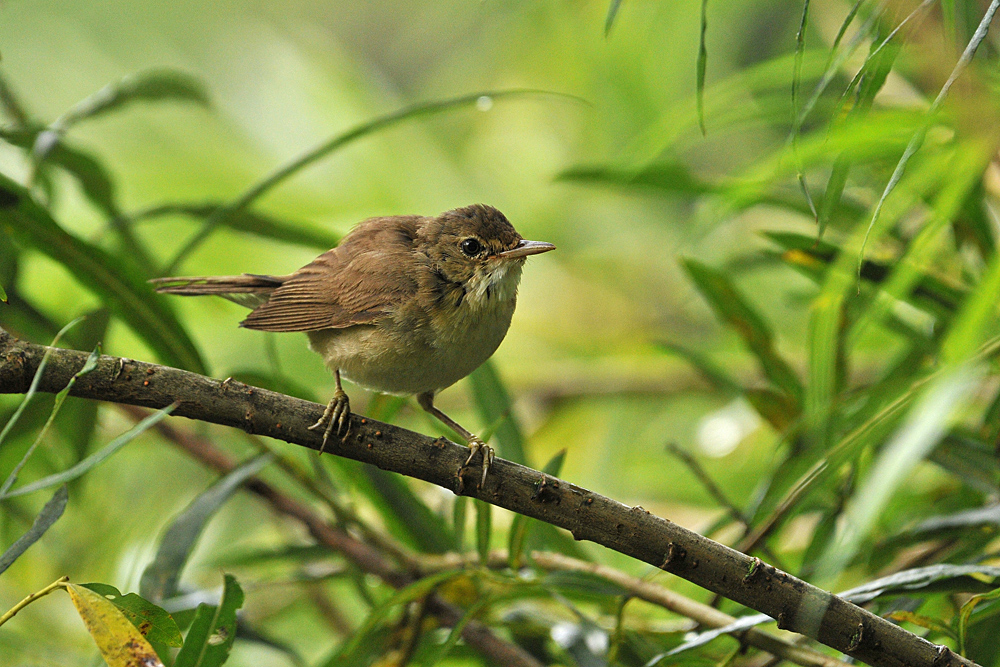 Teichrohr – Versuchs – Vogel 01