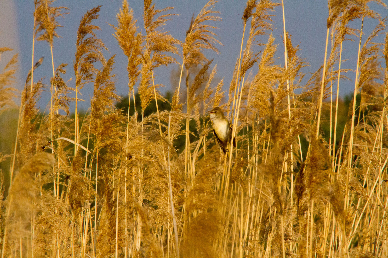 Teichrohrsänger