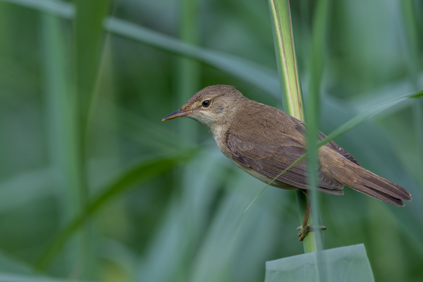 Teichrohrsänger (Acrocephalus scirpaceus)