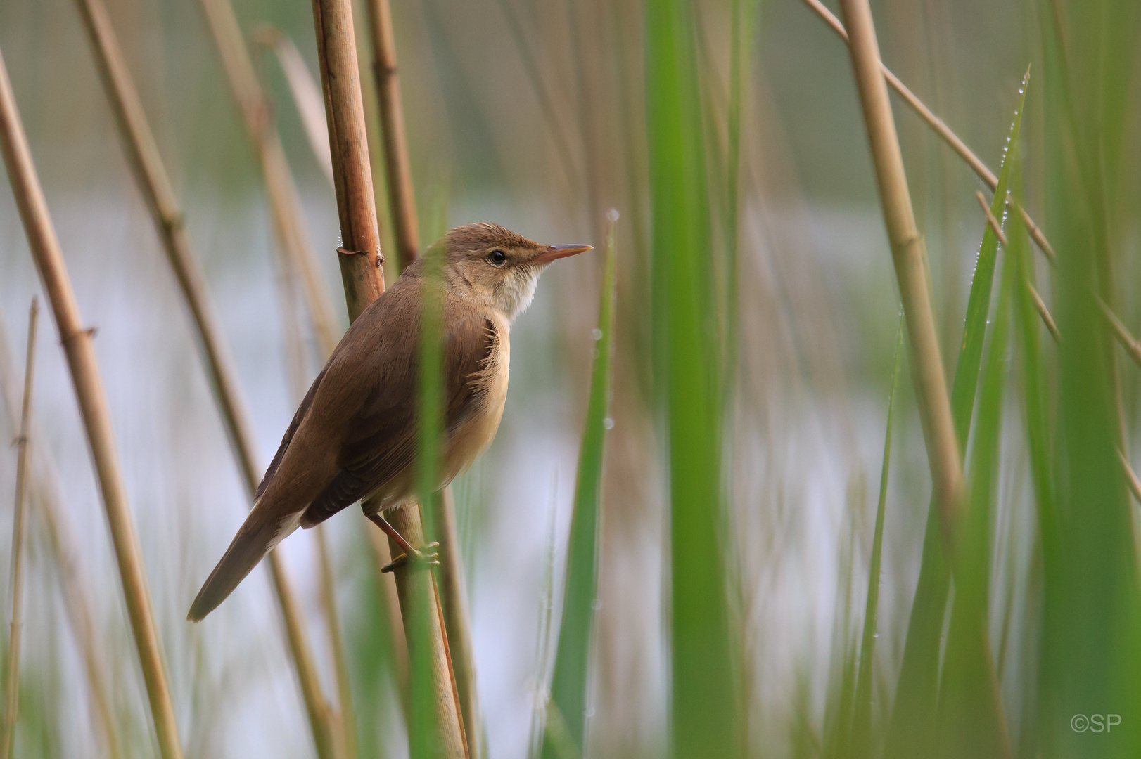 Teichrohrsänger (Acrocephalus scirpaceus)