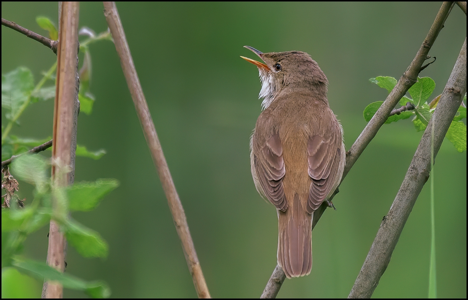 Teichrohrsänger ( Acrocephalus scirpaceus )