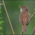 Teichrohrsänger ( Acrocephalus scirpaceus )