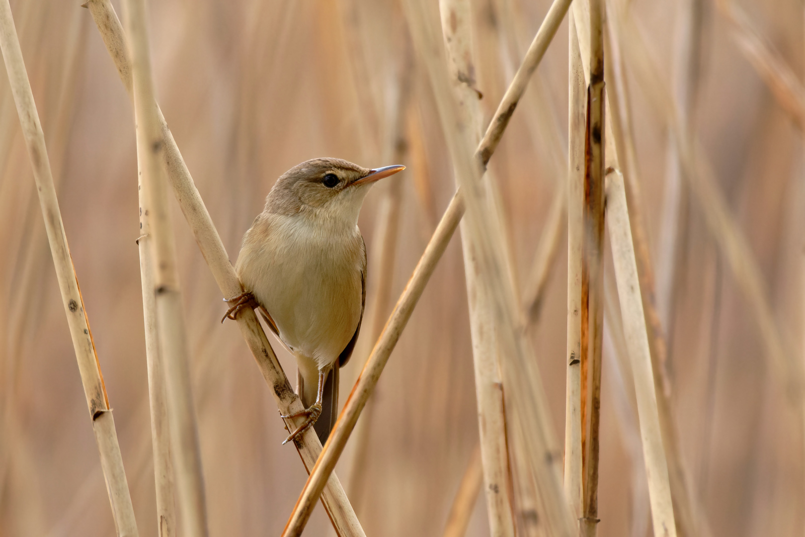 Teichrohrsänger (Acrocephalus scirpaceus) 