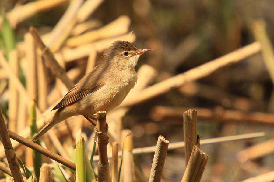 Teichrohrsänger ( Acrocephalus scirpaceus )