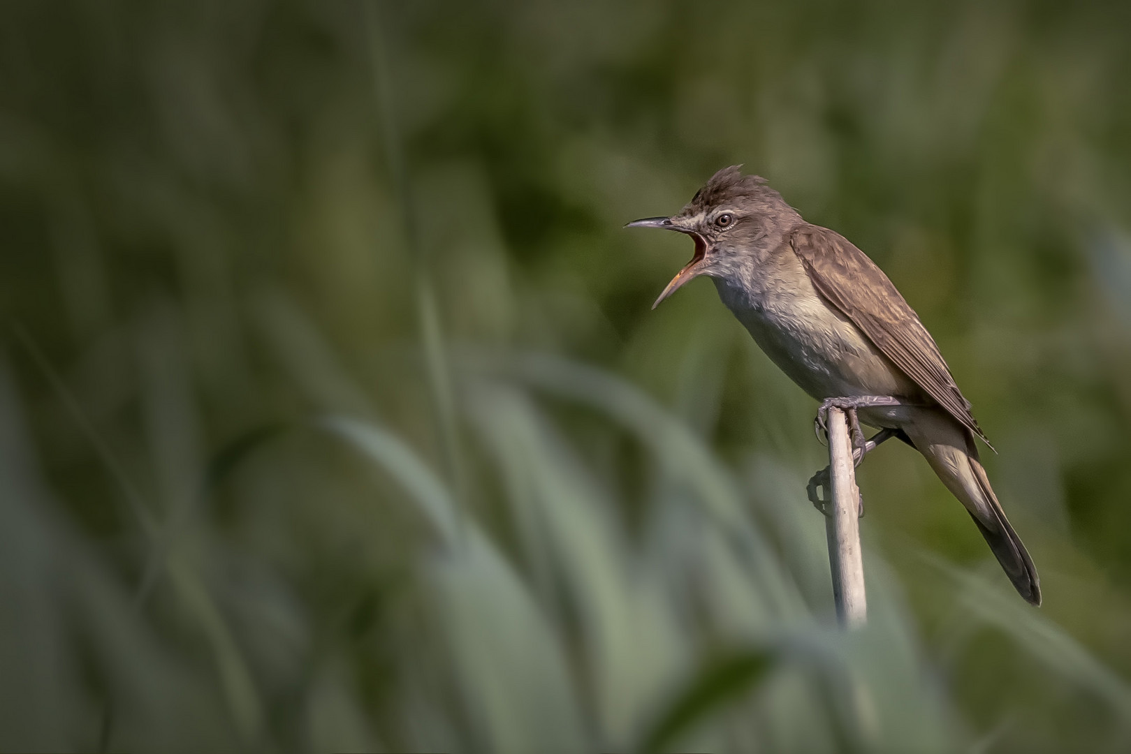   Teichrohrsänger (Acrocephalus scirpaceus)