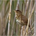 Teichrohrsänger( Acrocephalus scirpaceus)