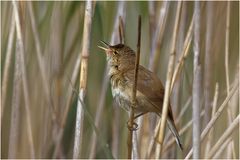 Teichrohrsänger( Acrocephalus scirpaceus)