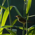 Teichrohrsänger (Acrocephalus scirpaceus) am Morgen 