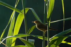 Teichrohrsänger (Acrocephalus scirpaceus) am Morgen 