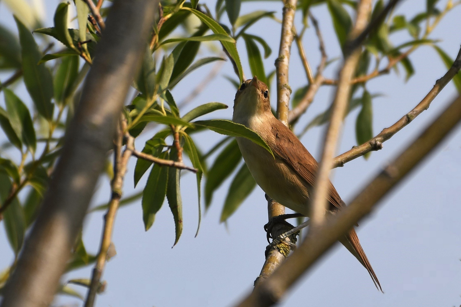 Teichrohrsänger (Acrocephalus scirpaceus )