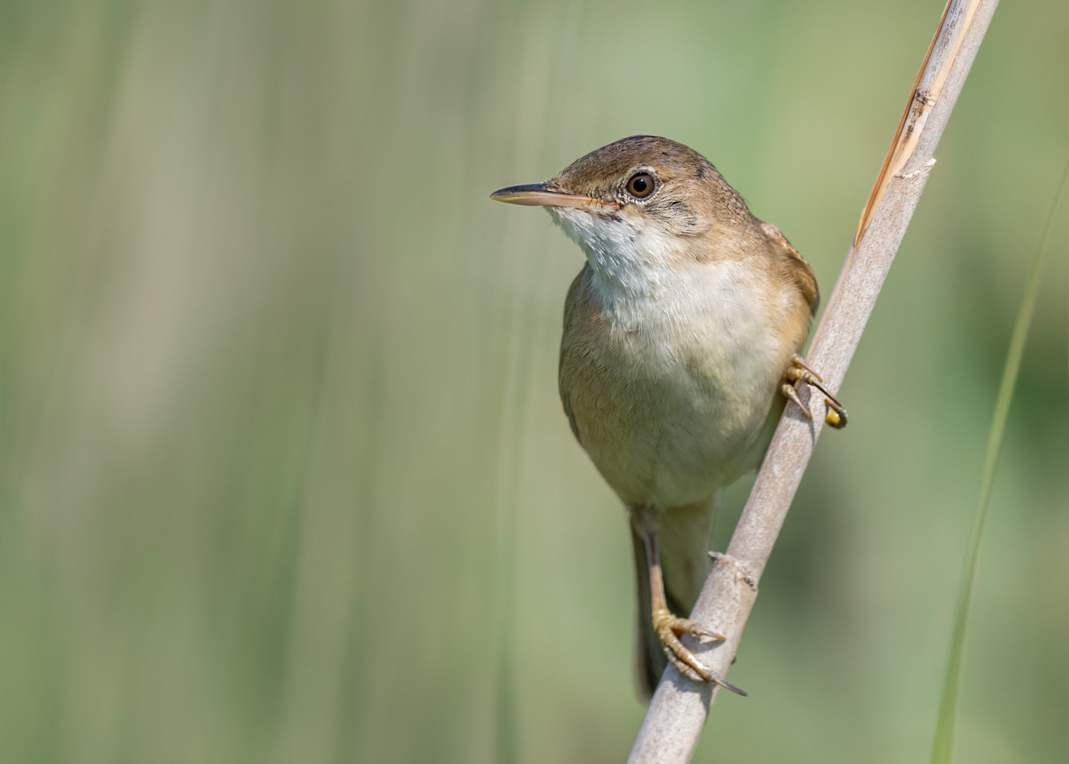 Teichrohrsänger (Acrocephalus scirpaceus)