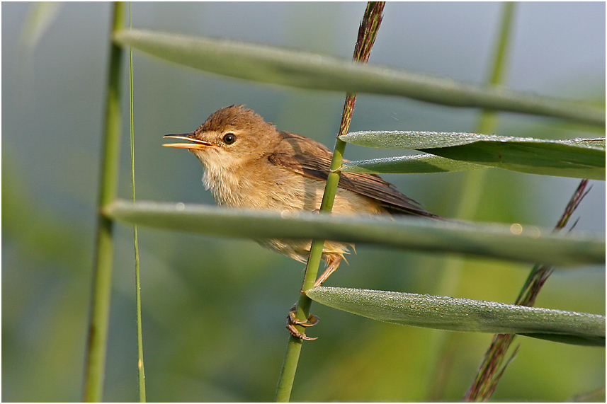 Teichrohrsänger (Acrocephalus scirpaceus)