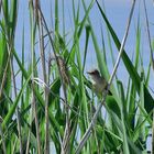 Teichrohrsänger, (Acrocephalus scirpaceus), Eurasian reed warbler, Carricero común