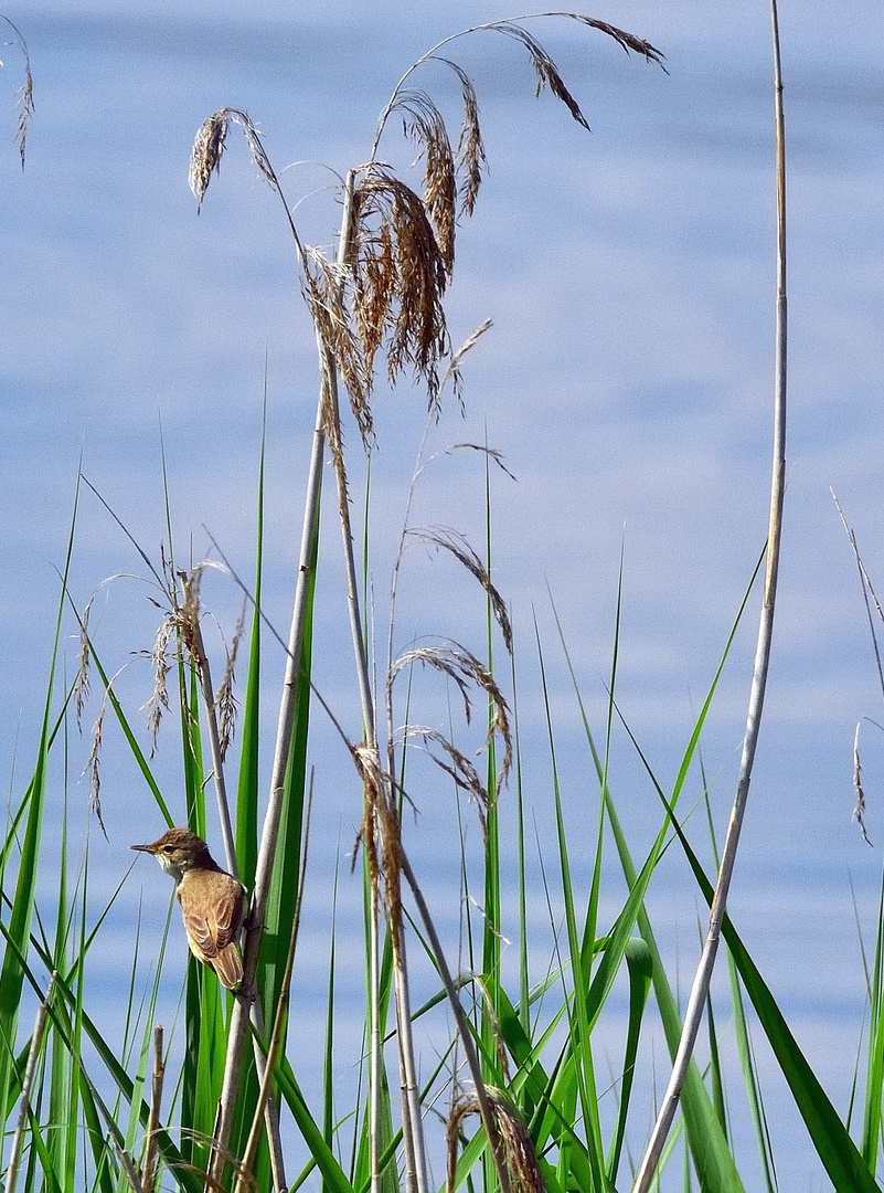 Teichrohrsänger (Acrocephalus scirpaceus), Eurasian reed warbler, Carricero común