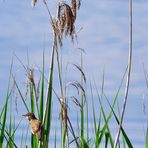 Teichrohrsänger (Acrocephalus scirpaceus), Eurasian reed warbler, Carricero común