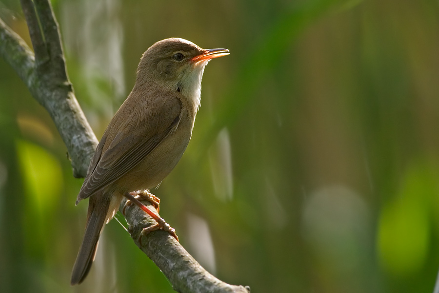 Teichrohrsänger (Acrocephalus scirpaceus)