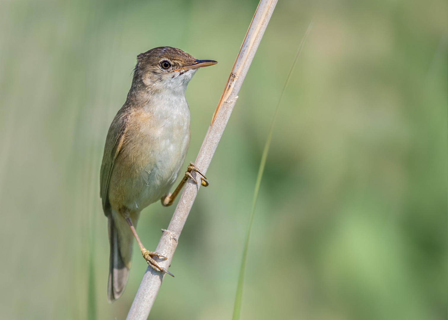 Teichrohrsänger (Acrocephalus scirpaceus)