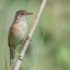 Teichrohrsänger (Acrocephalus scirpaceus)