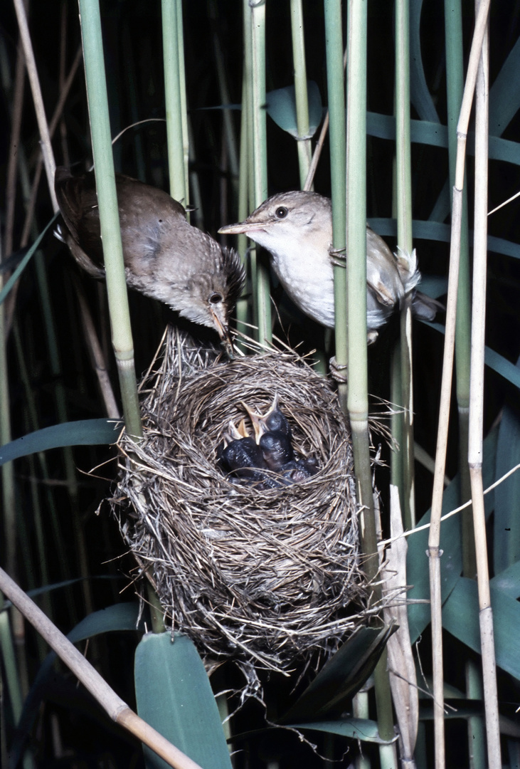 Teichrohrsänger am Nest (Foto von 1958)