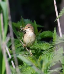 Teichrohrsänger beim Nestbau