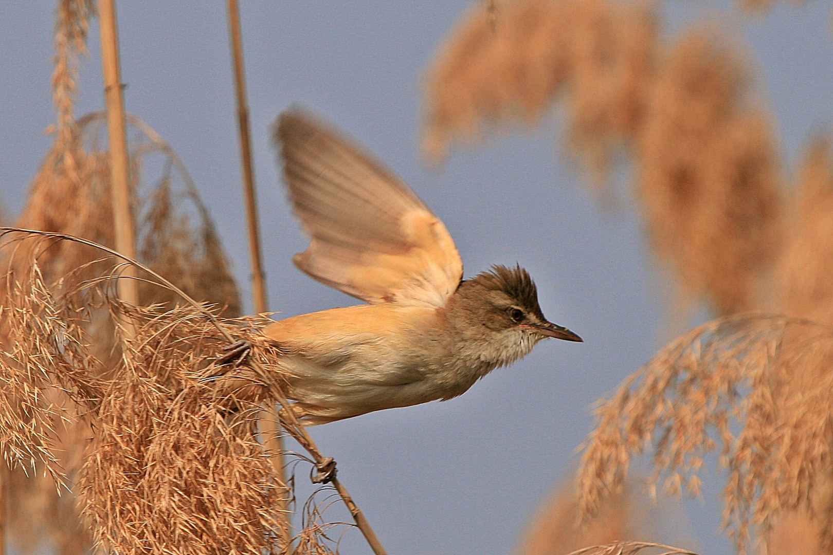 Teichrohrsänger im abflug