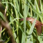 Teichrohrsänger im Fluge durch das Schilf