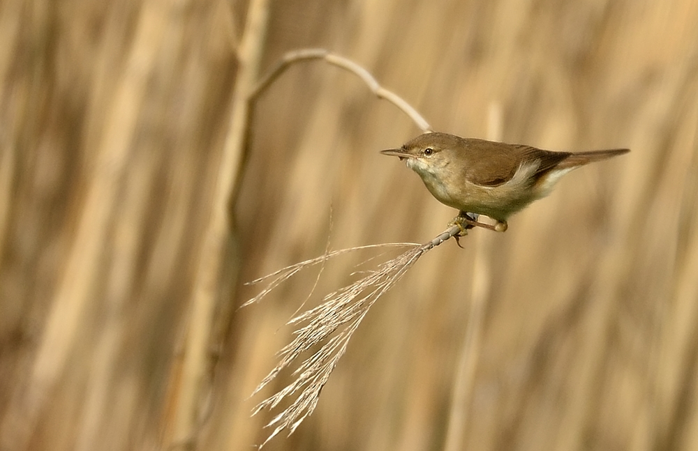 Teichrohrsänger im Schilf