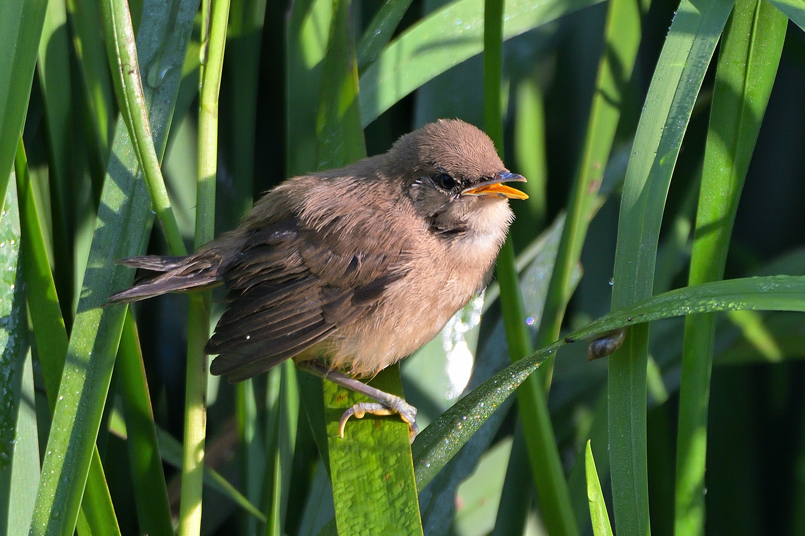 Teichrohrsänger Jungvogel