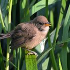 Teichrohrsänger Jungvogel