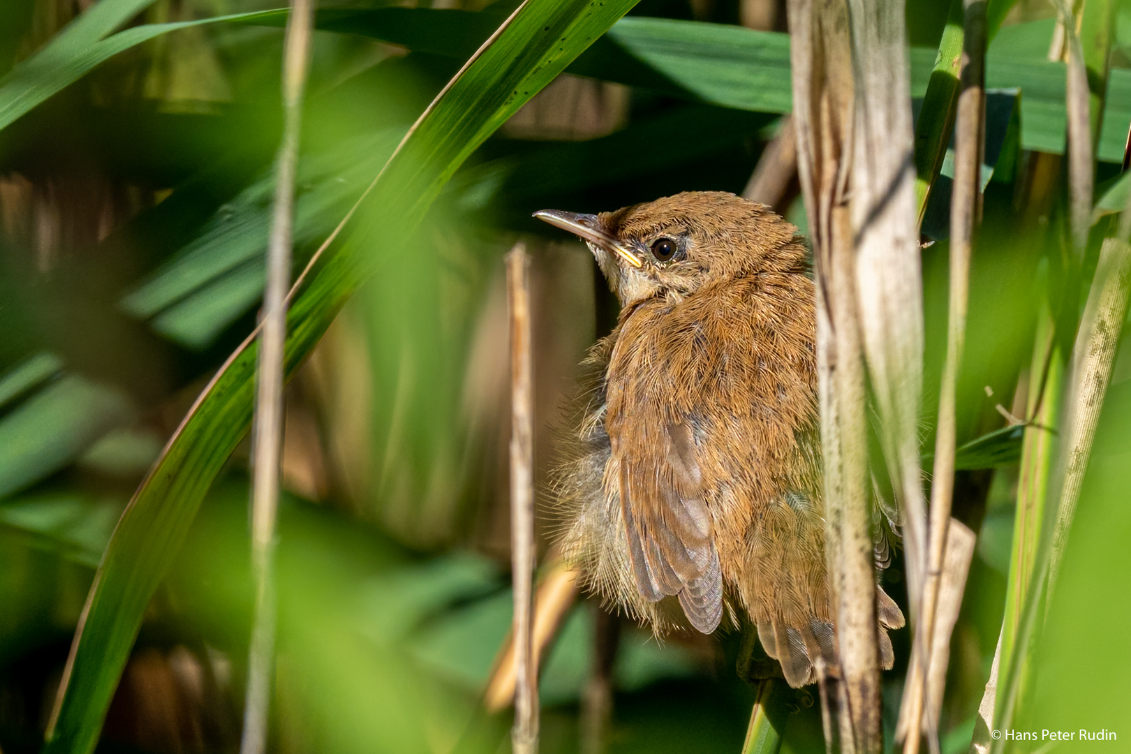 Teichrohrsänger – Jungvogel