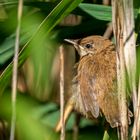 Teichrohrsänger – Jungvogel